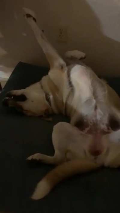My dog-in-law Clio sleeps contently like this every night ?