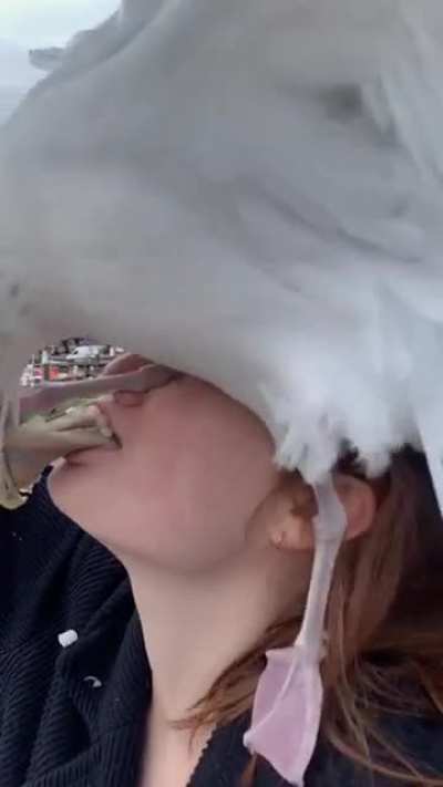 To eat an Herring