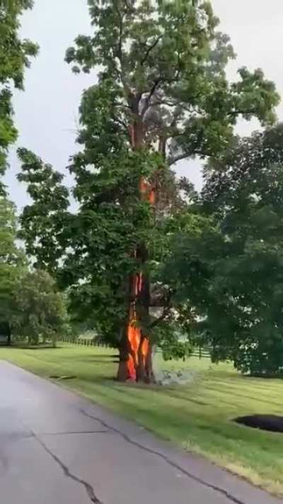 ? The fire of the tree that has been struck by lightning.