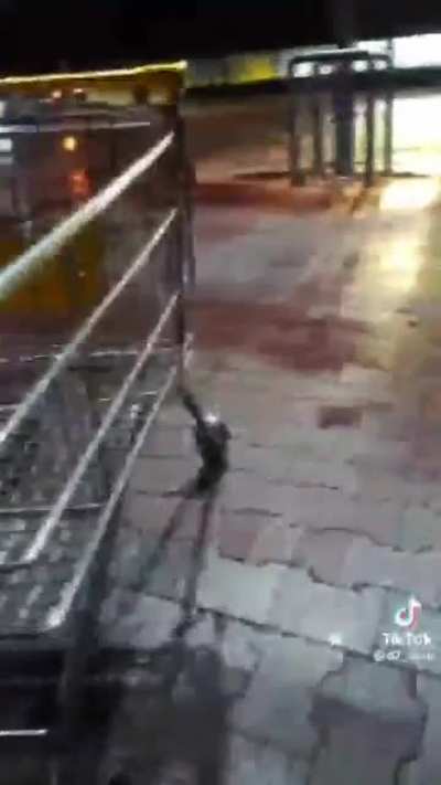 Shopping cart