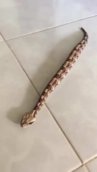 Snake moving in a straight line