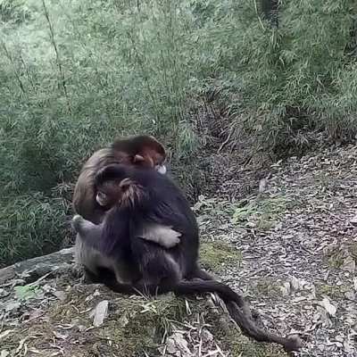? Two rare golden monkeys embracing one another ?