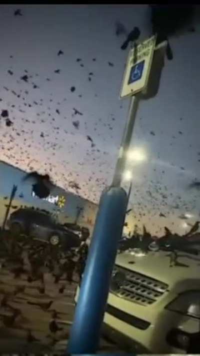 crowded crows