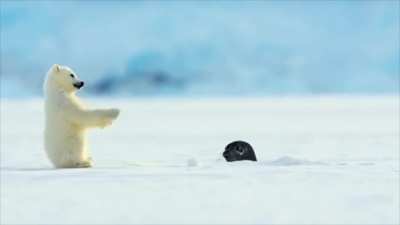 This Polar bear cub's first reaction to a seal is so cute