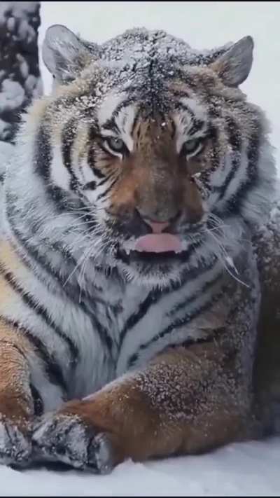 ? The Siberian Tiger. The largest cat in the world ?