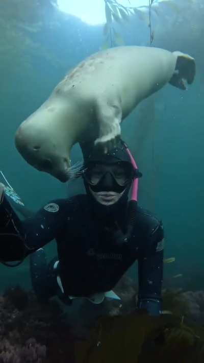 ? A curious harbor seal checking out a diver