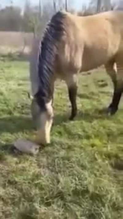 Curiosity killed the horse and the dog