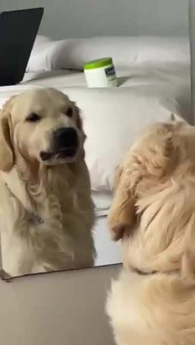 Who’s da toughest boi? I’m the goodest toughest boi" --Doggo, probably