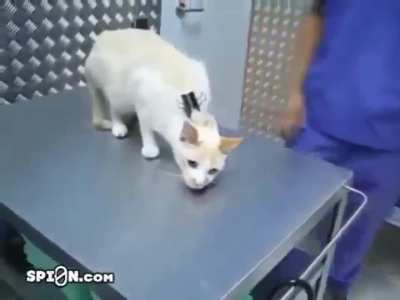 How to deactivate a cat with "clipnosis".