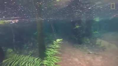 Heavy rain submerged this hiking trail in crystal clear water