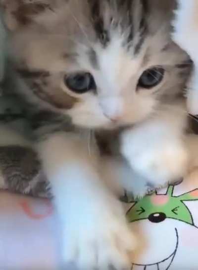 So Sweet Kitty ?