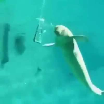 ? Beluga Whale playing with bubbles