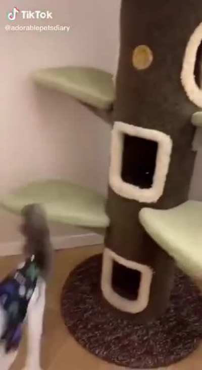 I like to adopt a pet like this cat.