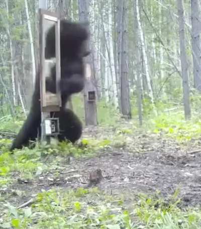 ? A bear's dramatic reaction to seeing their own reflection.