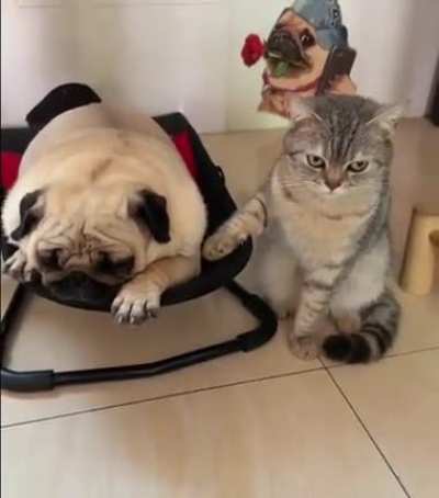 The cat is not very happy ?