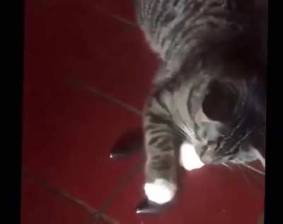 Kitty gets scared
