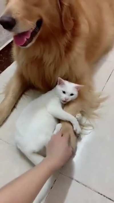 Clingy cat