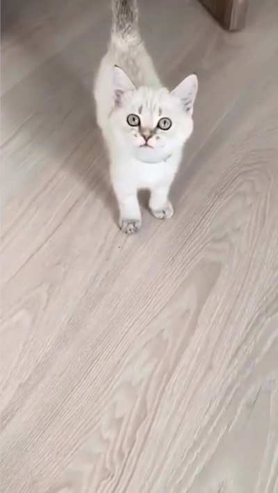 Poor little baby probably hasn't eaten in 3 business minutes.