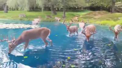 ? Just a group of Majestic White-tailed deer taking a dip in this incredibly Blue Lake in Pennsylvania.