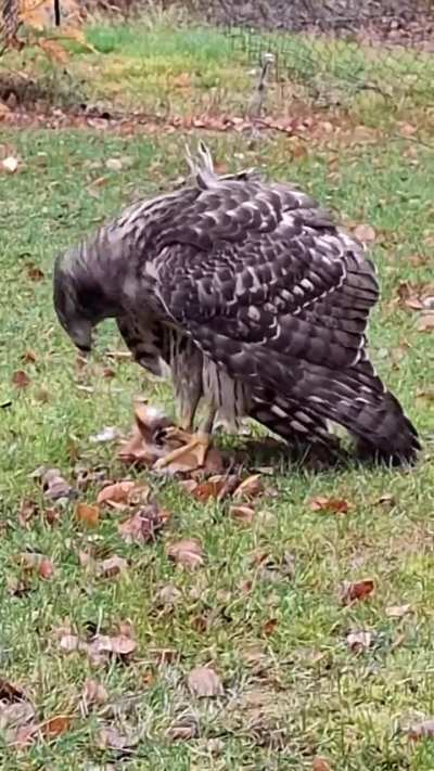 ? My aunt has a lot of squirrels living on and near her property, and with prey being plenty, predators are atracted, in this case being a Eurasian goshawk that managed to catch one of the squirrels