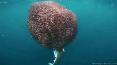 ? a shark swimming into a school of fish ?