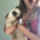 Cat are pure evil