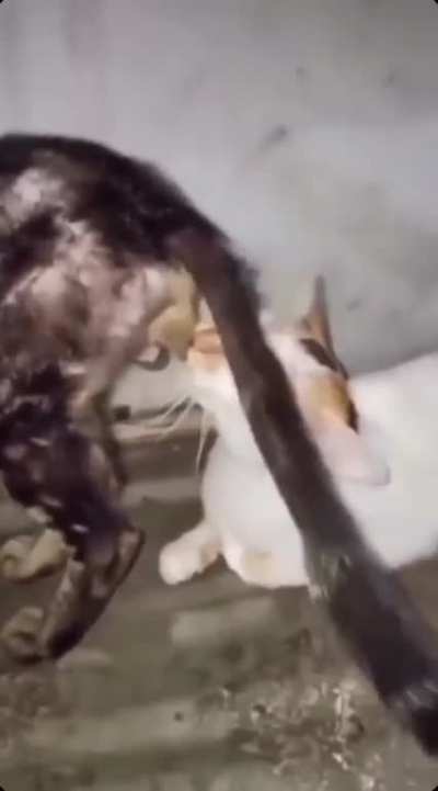 Ooh ?