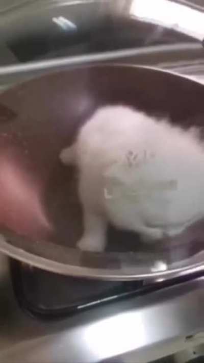 pure protein ??