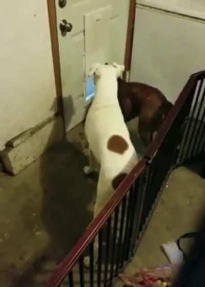 Dog busting down the doggie door. Wait for it.