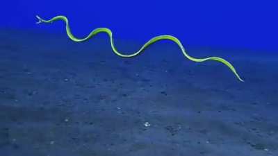 ? Ribbon eel swimming in open water