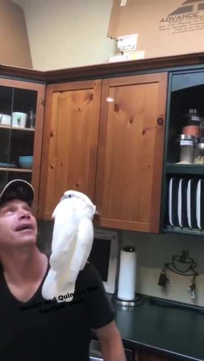Playtime with a Feather