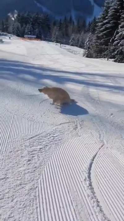 Hey human… Oh, I’m just chillin’