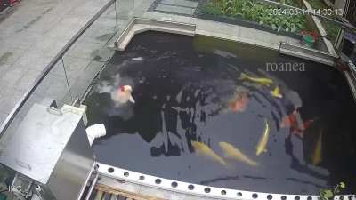 Fish trying to evolve faster