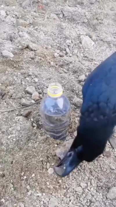 Smart raven using science to drink water ?