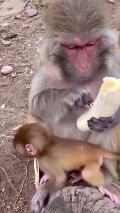 ? the way this monkey prepares its banana before eating. it’s behaviour is so similar to humans that it’s oddly fascinating to watch