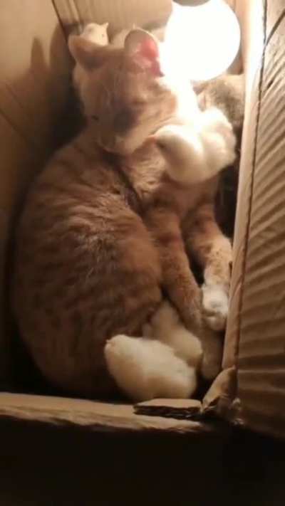 This cat has become a real salvation for little chickens. Their mother hen died and they were left alone. The cat began to climb into their box and sleep with them, warming them with its warmth.