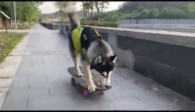 Come and experience the top suspension of Husky