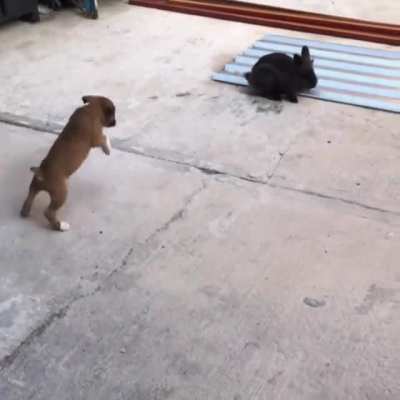 to be a Rabbit