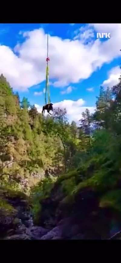 Cows in Norway getting rescued from a river