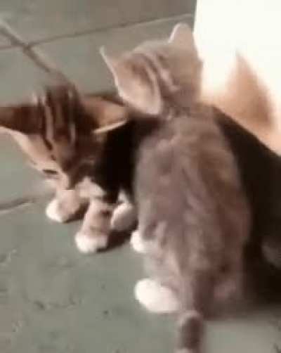 In case you didn't see something cute today ?