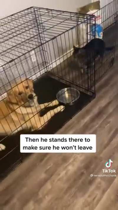When Milo is annoyed with the dog