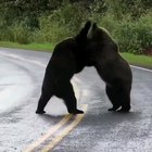 ? Bear Fight