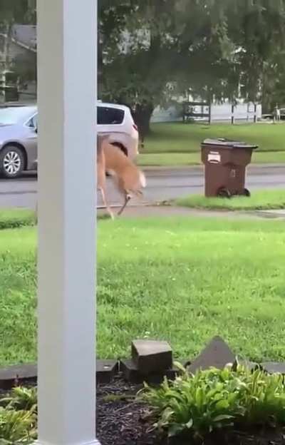 Canadian gang violence