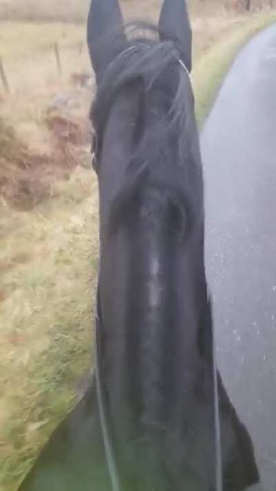 Mr D out on a hack being scared of a sign that's obviously going to jump out and eat him ?