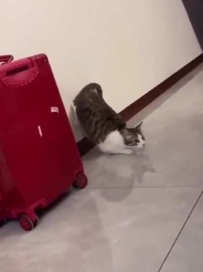 to scare the other cat