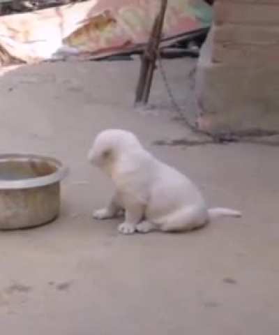 Confused puppy