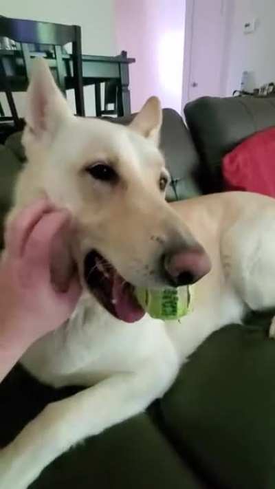 Bane's poofs are very soft. He likes the scratches. And ball. ❤?