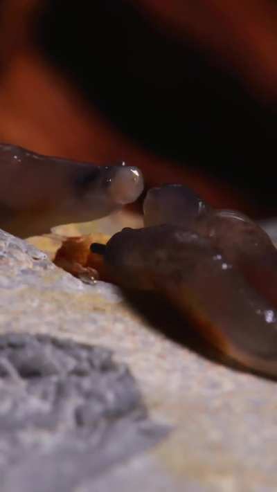 Slugs aren't totally peaceful critters, they can fight for food by "throwing" their mouth parts at eachother... And it's quite ridiculous to observe