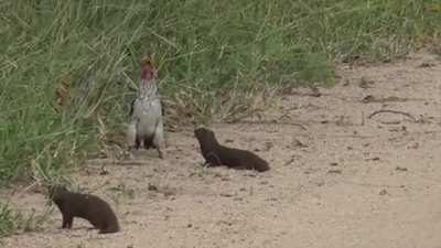 A mongoose pretending to play dead when it encounters an African hornbill