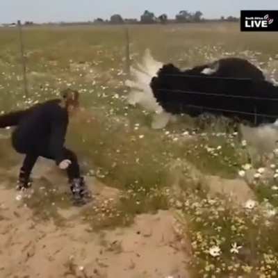?Ostrich copying this girl's dance moves
